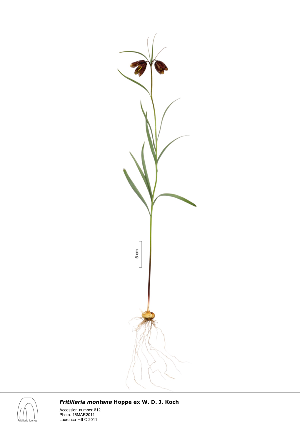 Fritillaria Montana Hoppe Ex W