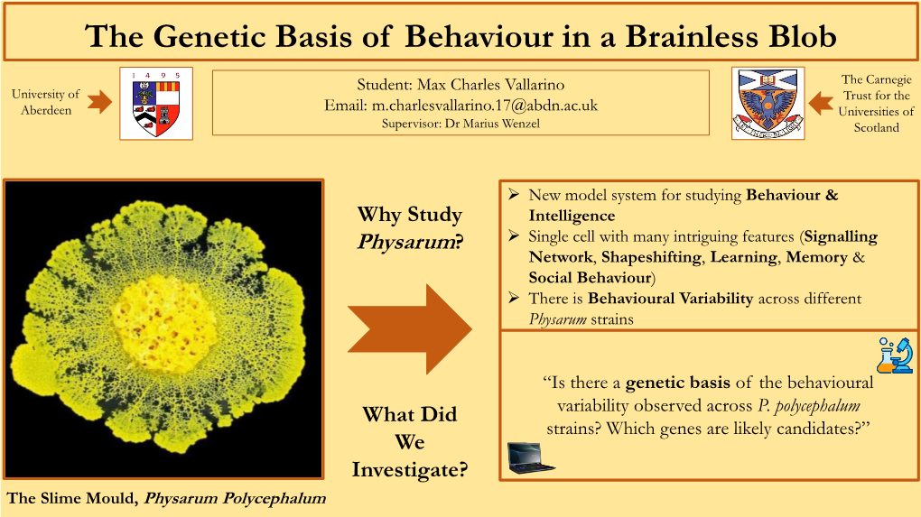 The Genetic Basis of Behaviour in an Intelligent Amorphous Cell, the Slime