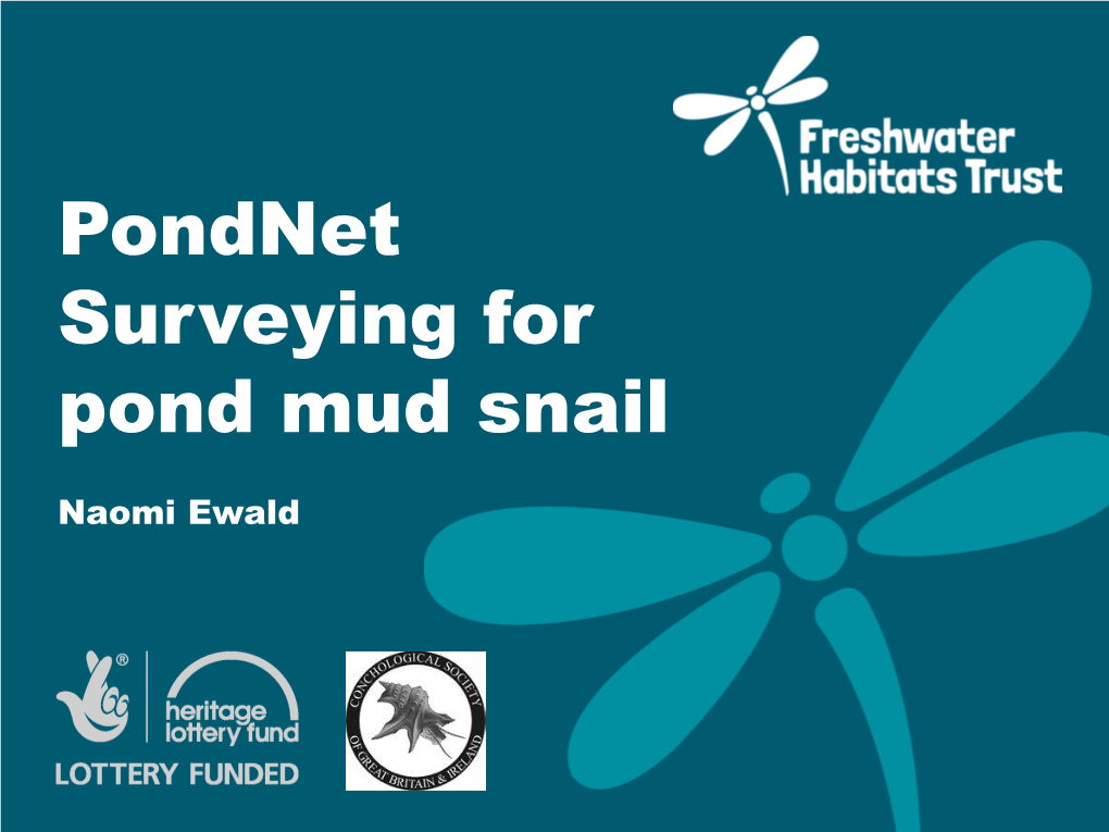 Pond Mud Snail ID Presentation