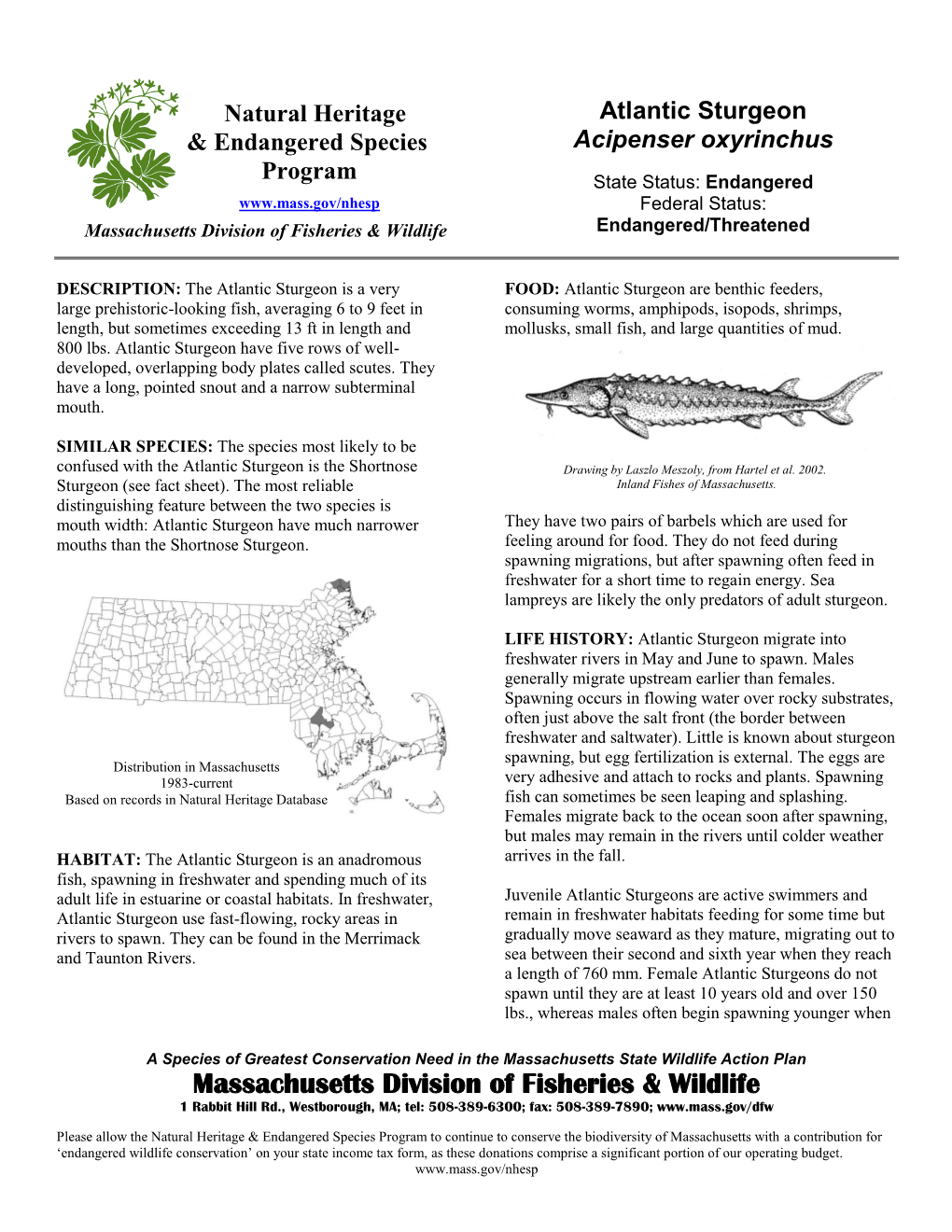 Atlantic Sturgeon Acipenser Oxyrinchus