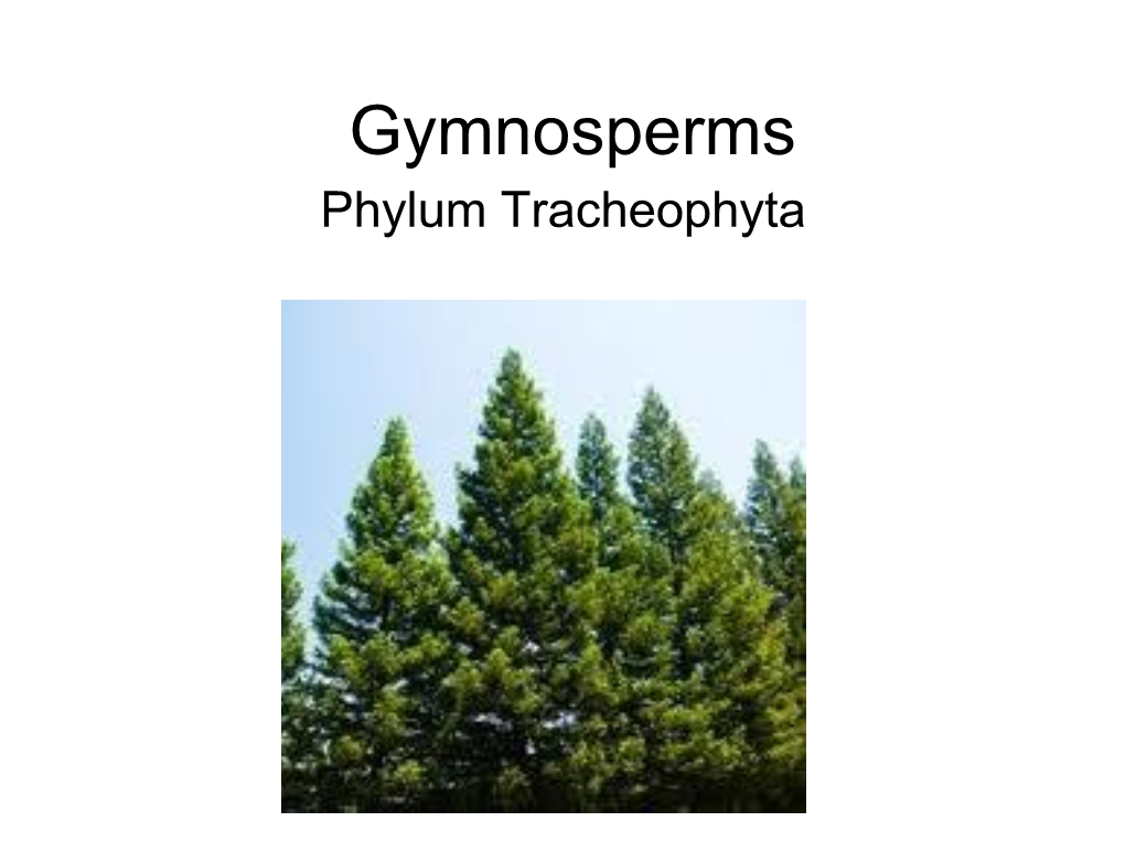 GYMNOSPERMS Notes