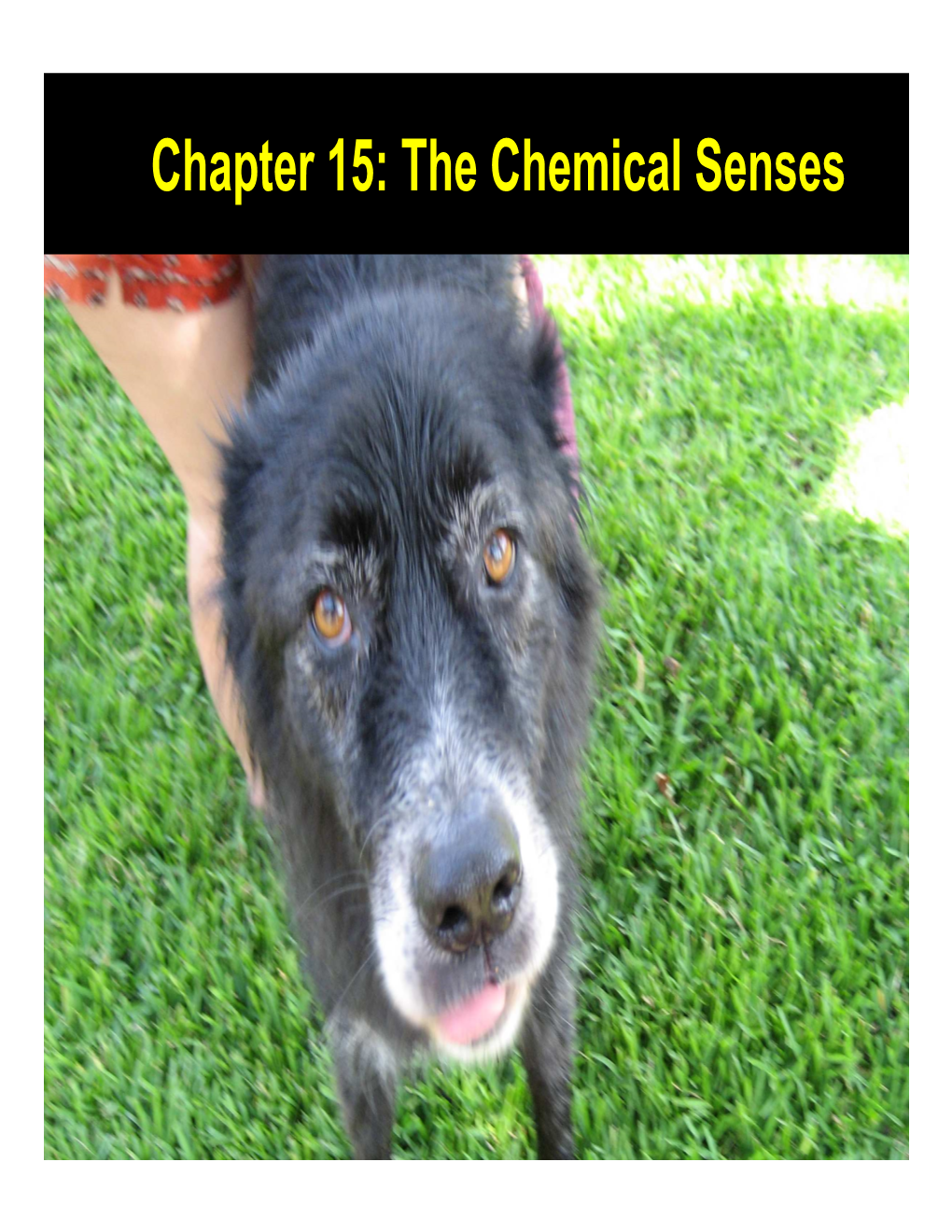 Chapter 15: the Chemical Senses