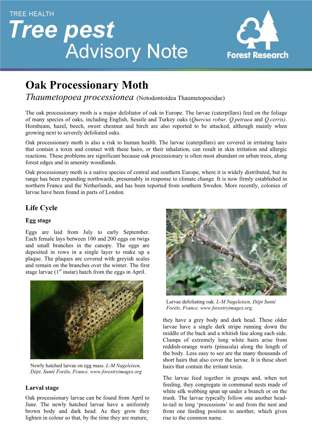 Oak Processionary Moth Thaumetopoea Processionea (Notodontoidea Thaumetopoeidae)