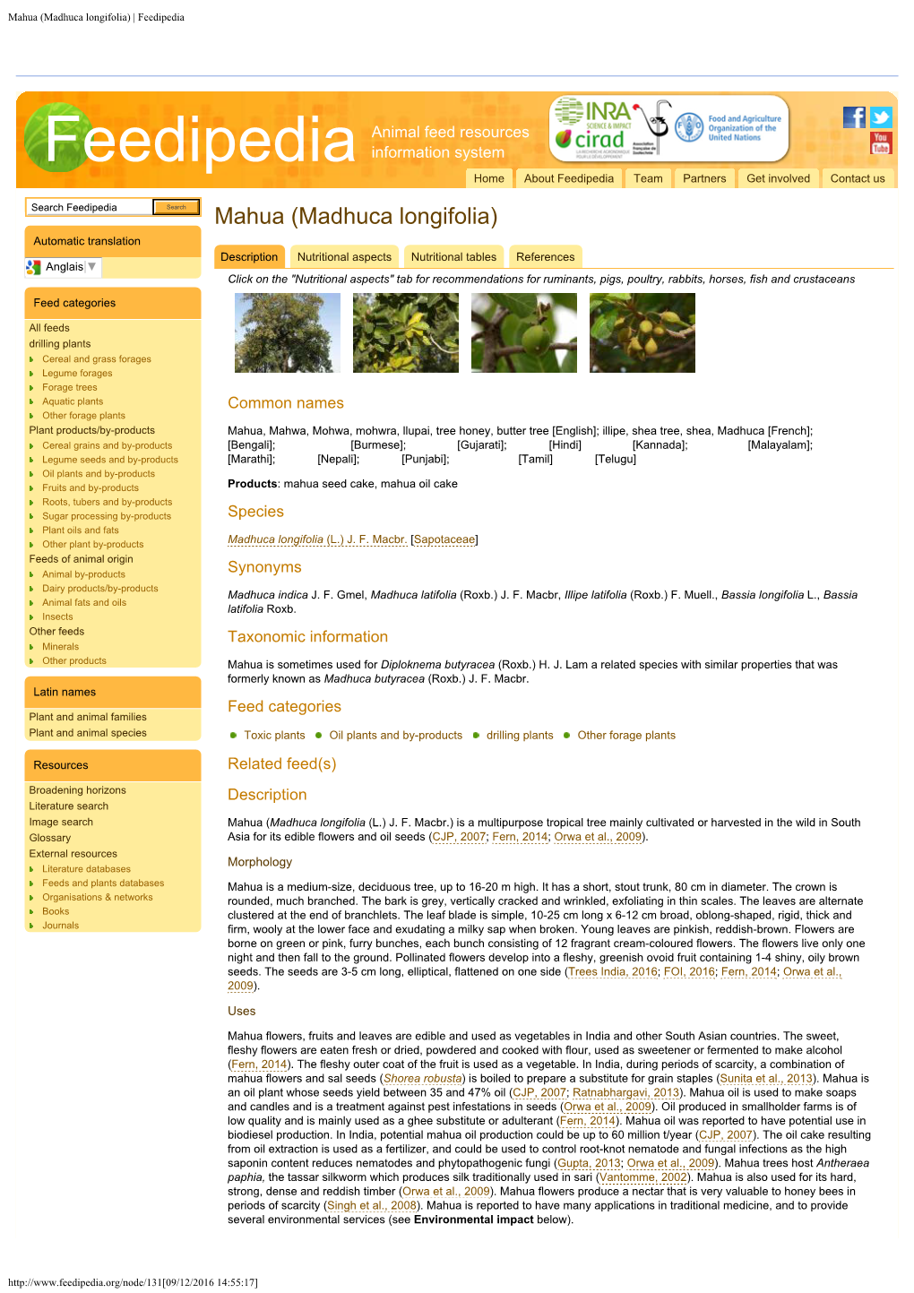 Mahua (Madhuca Longifolia) | Feedipedia