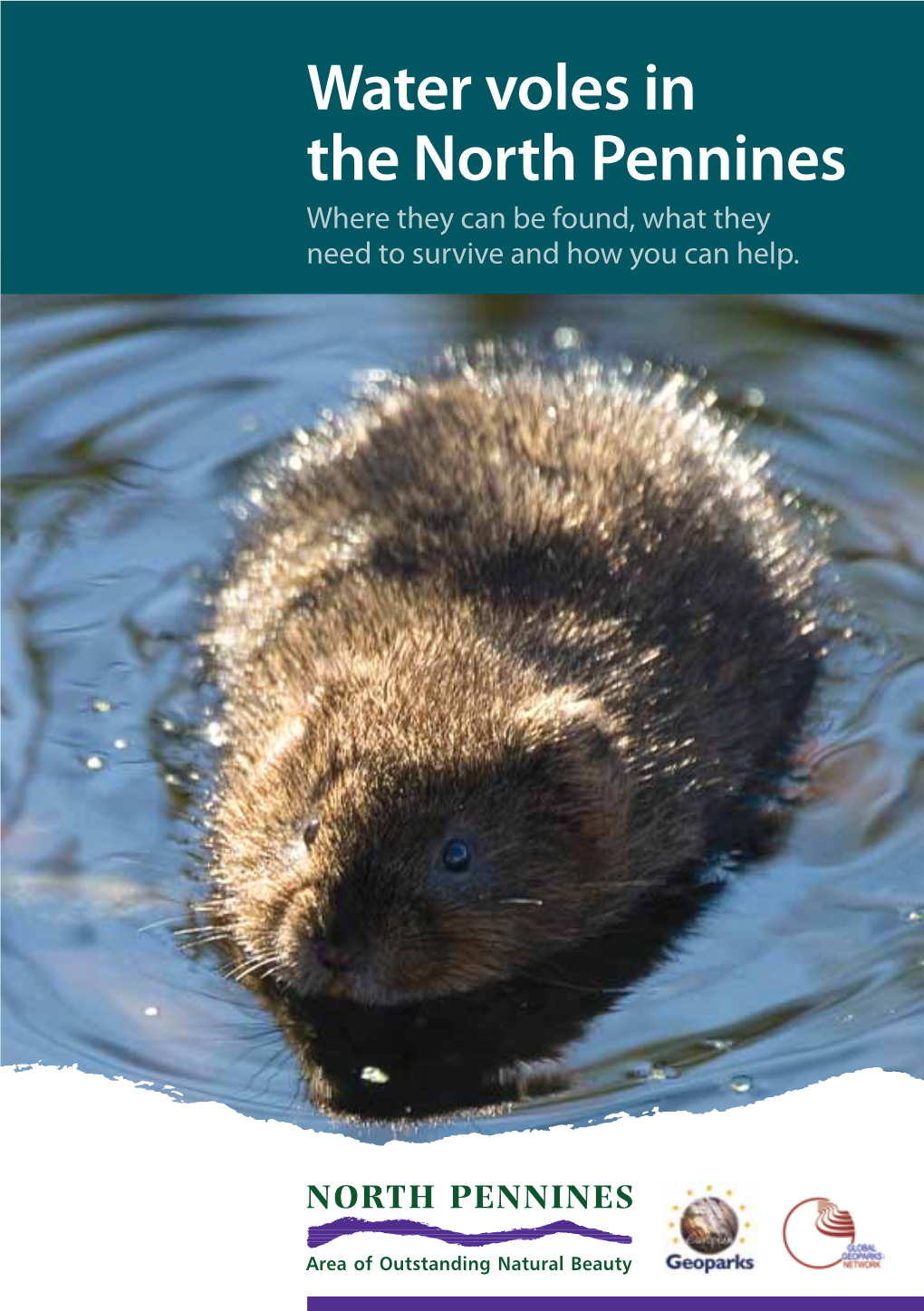 Water Voles in the North Pennines Where They Can Be Found, What They Need to Survive and How You Can Help