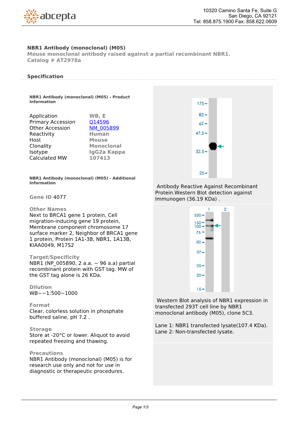 NBR1 Antibody (Monoclonal) (M05) Mouse Monoclonal Antibody Raised Against a Partial Recombinant NBR1