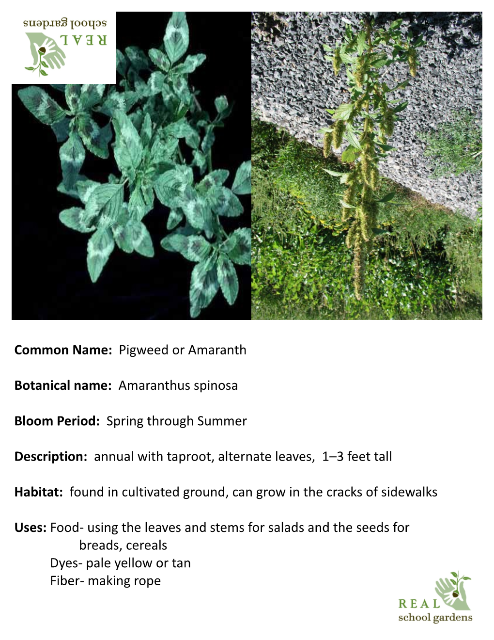 Common Name: Pigweed Or Amaranth Botanical Name