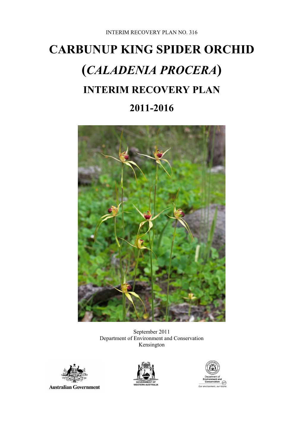 Caladenia Procera)