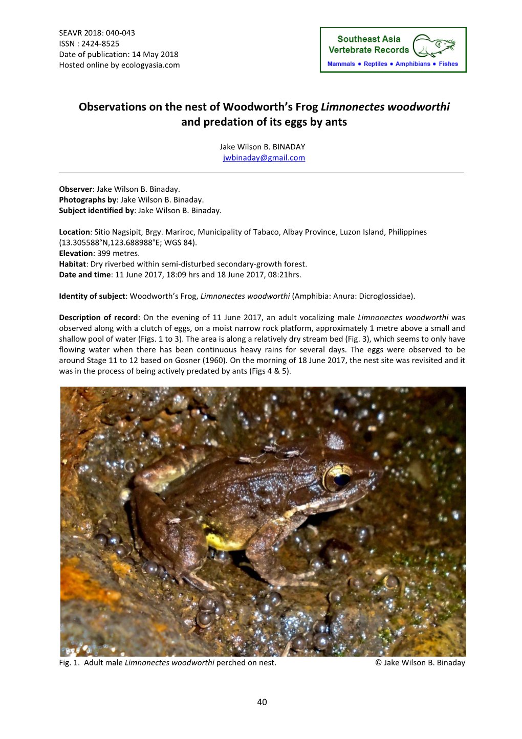 Observations on the Nest of Woodworth's Frog Limnonectes Woodworthi and Predation of Its Eggs by Ants