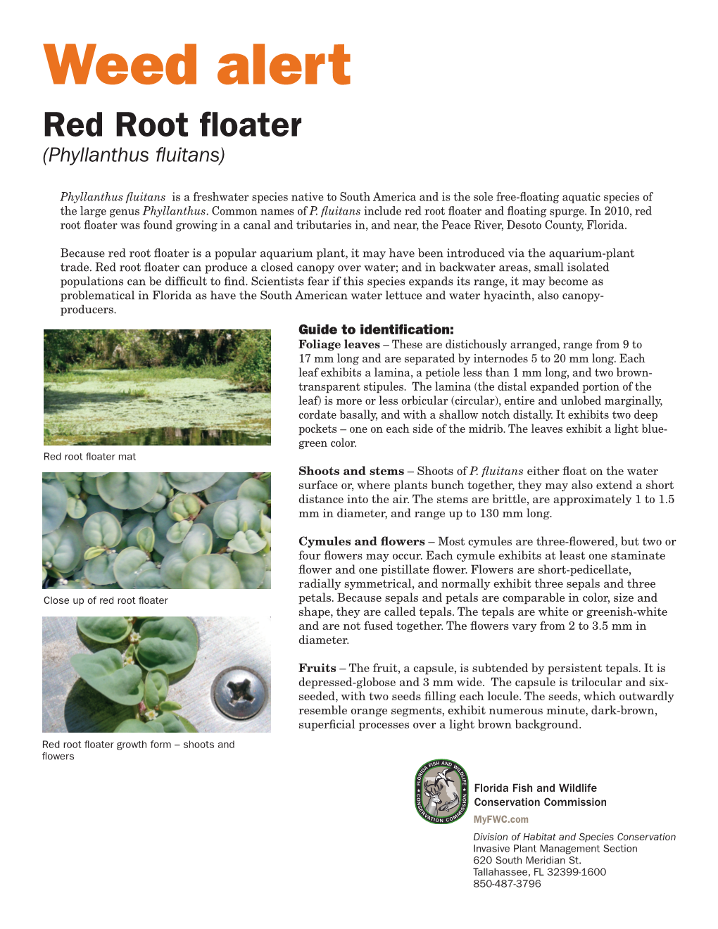Weed Alert Red Root Floater (Phyllanthus Fluitans)