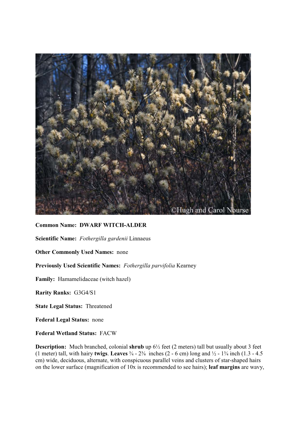DWARF WITCH-ALDER Scientific Name: Fothergilla Gardenii
