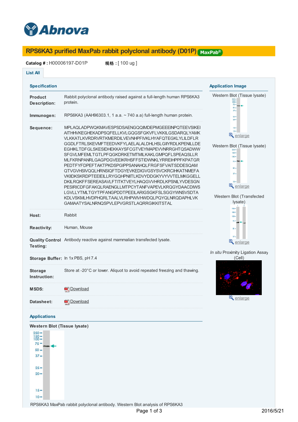 RPS6KA3 Purified Maxpab Rabbit Polyclonal Antibody (D01P)