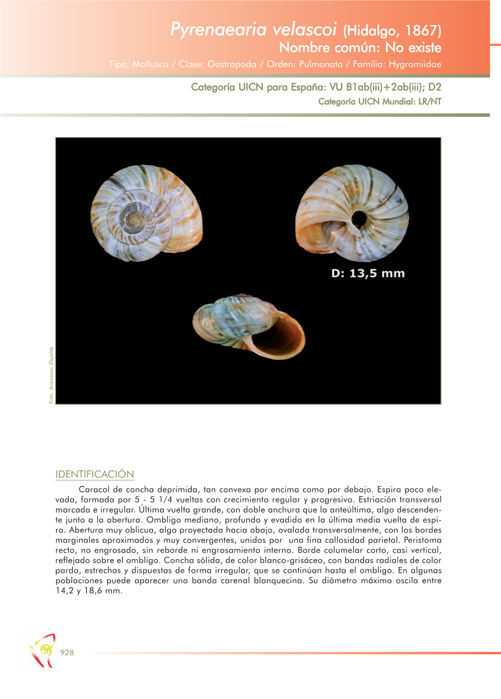 Pyrenaearia Velascoi (Hidalgo, 1867) Nombre Común: No Existe Tipo: Mollusca / Clase: Gastropoda / Orden: Pulmonata / Familia: Hygromiidae