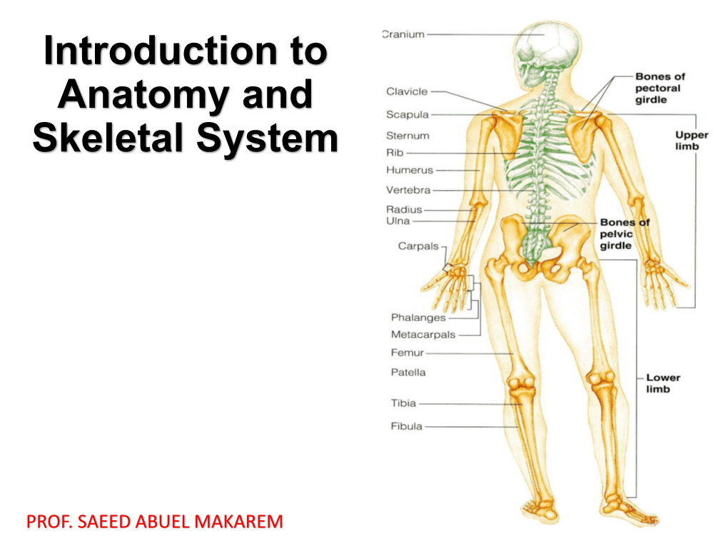 Terminology and Skeletal System