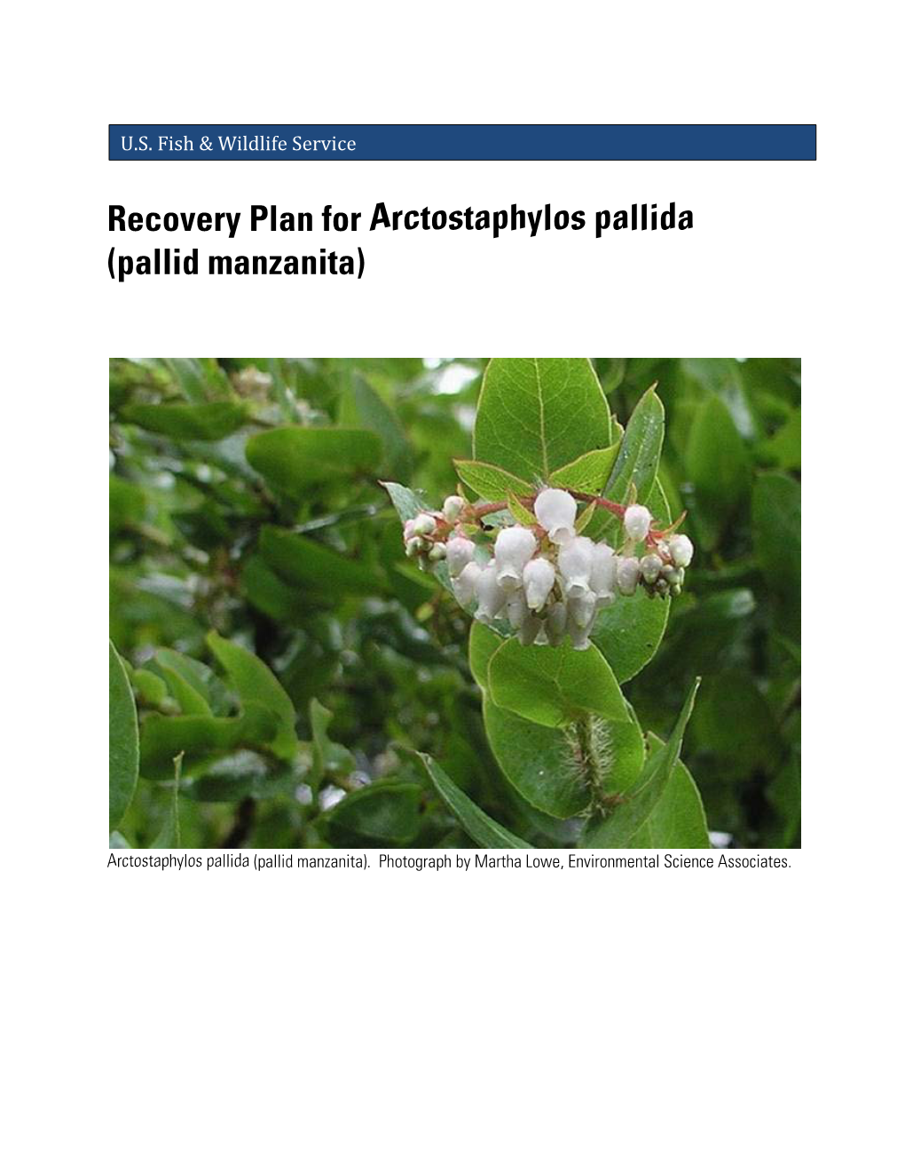 Recovery Plan for Arctostaphylos Pallida (Pallid Manzanita)