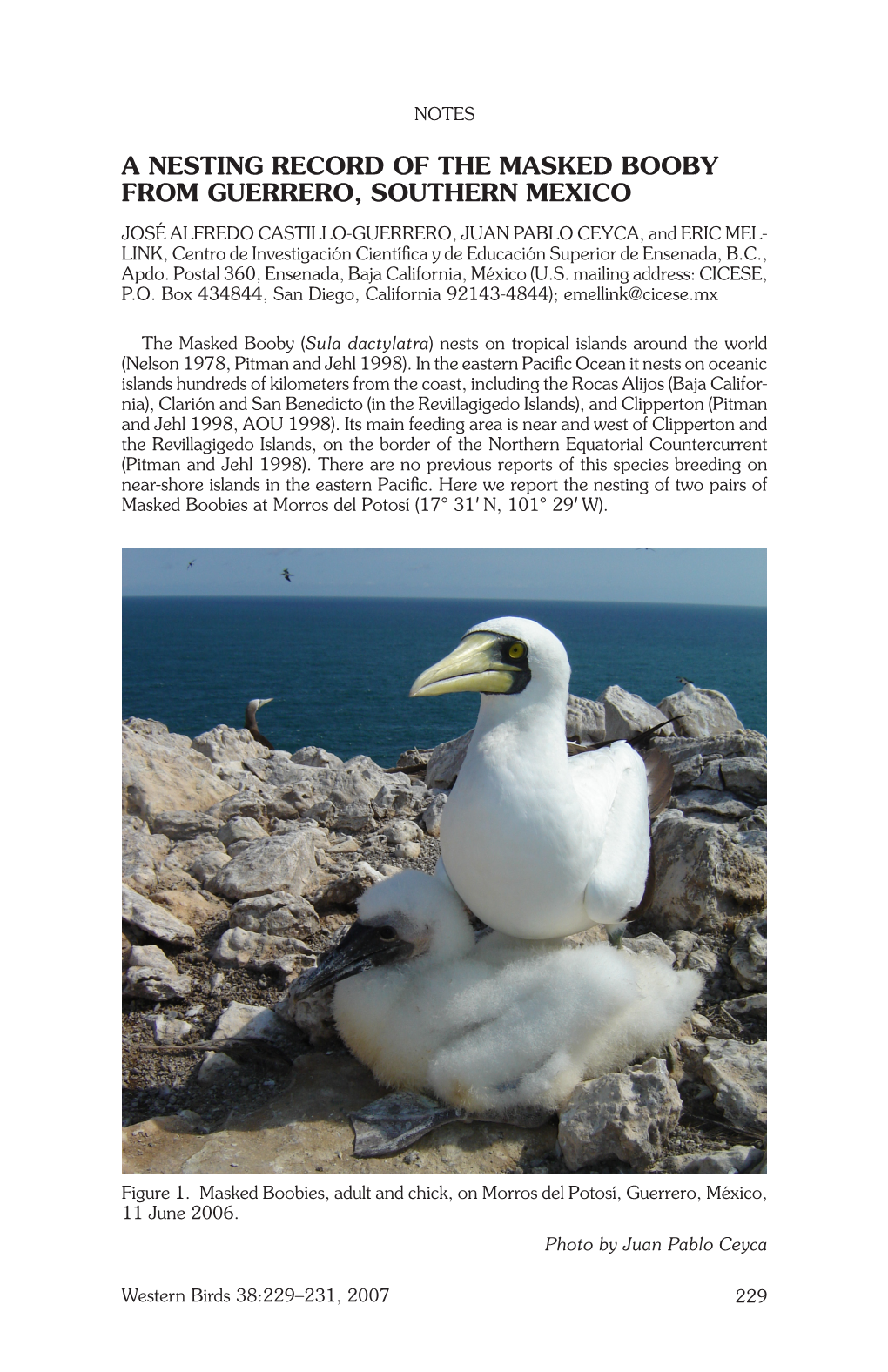 A Nesting Record of the Masked Booby from Guerrero, Southern