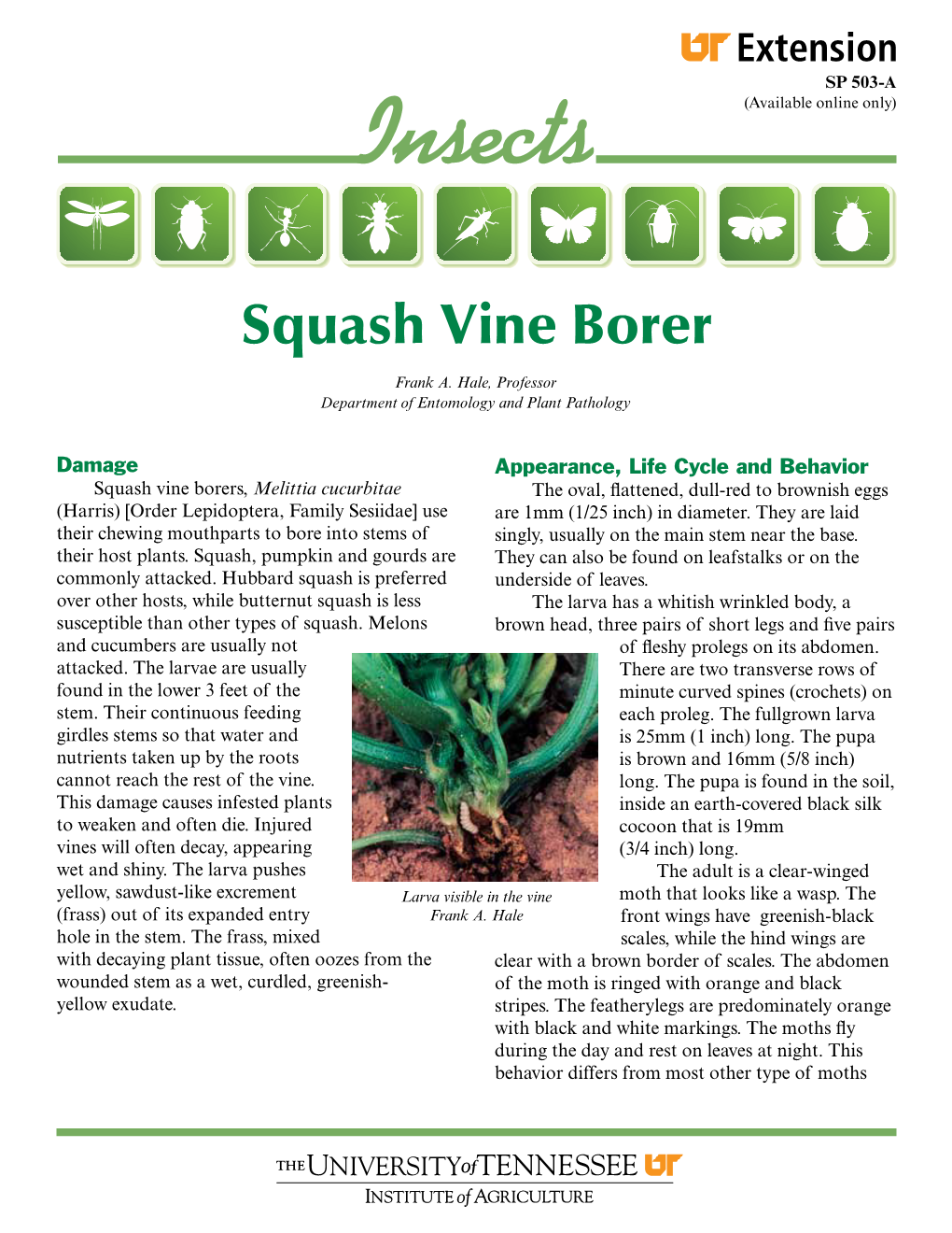 SP 503-A Insects: Squash Vine Borer