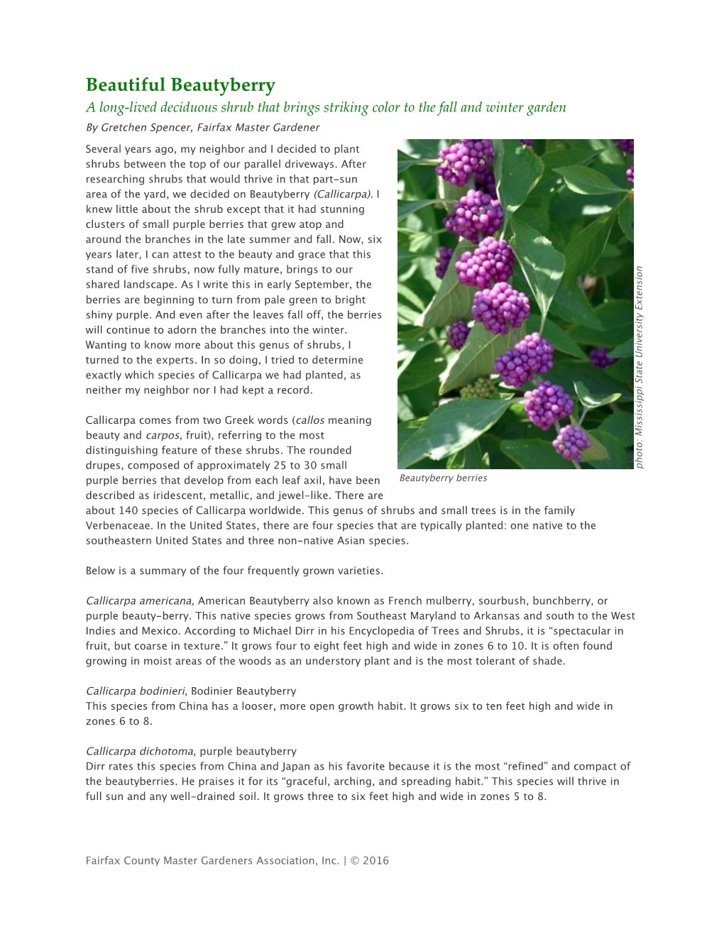 Beautiful Beautyberry a Long-Lived Deciduous Shrub That Brings Striking Color to the Fall and Winter Garden by Gretchen Spencer, Fairfax Master Gardener