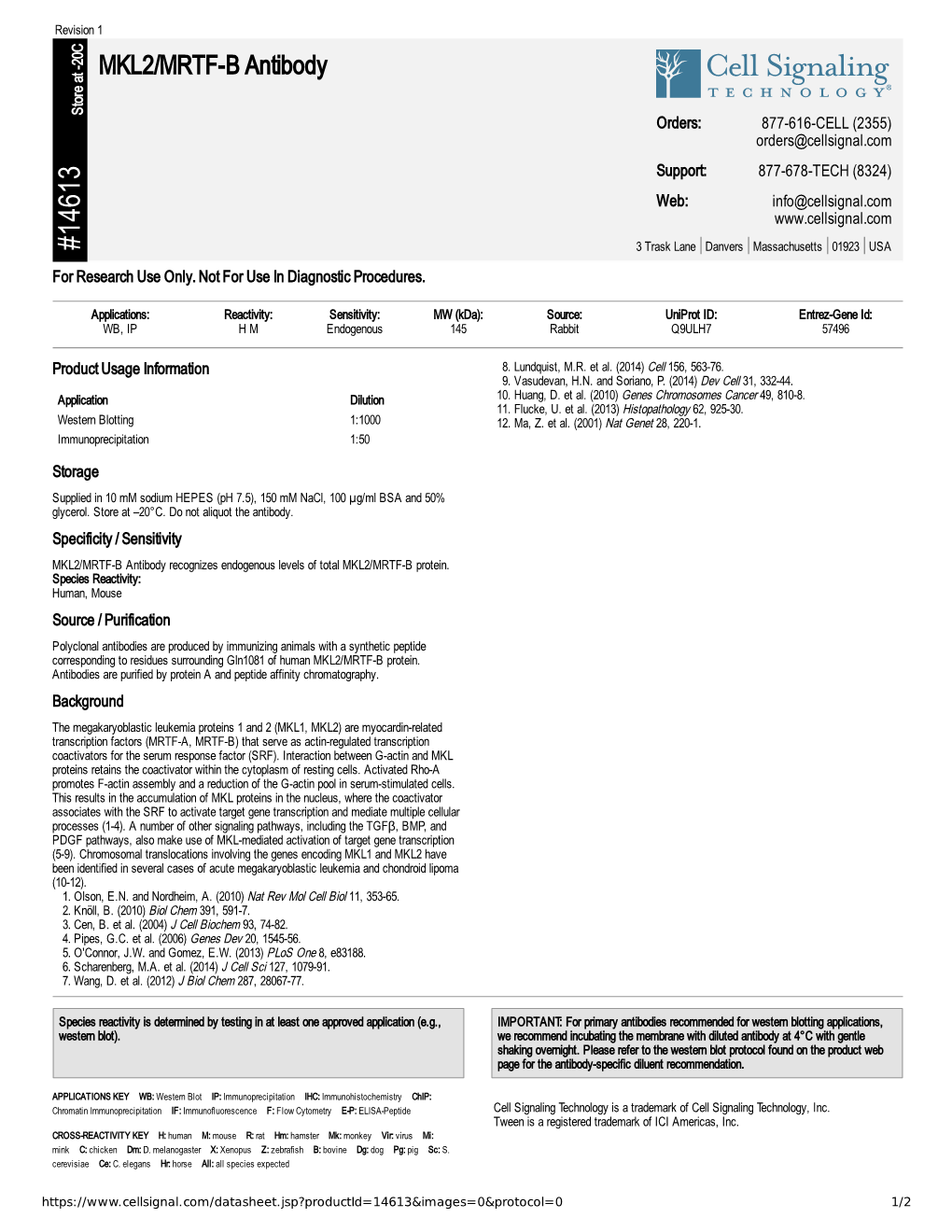 14613 MKL2/MRTF-B Antibody