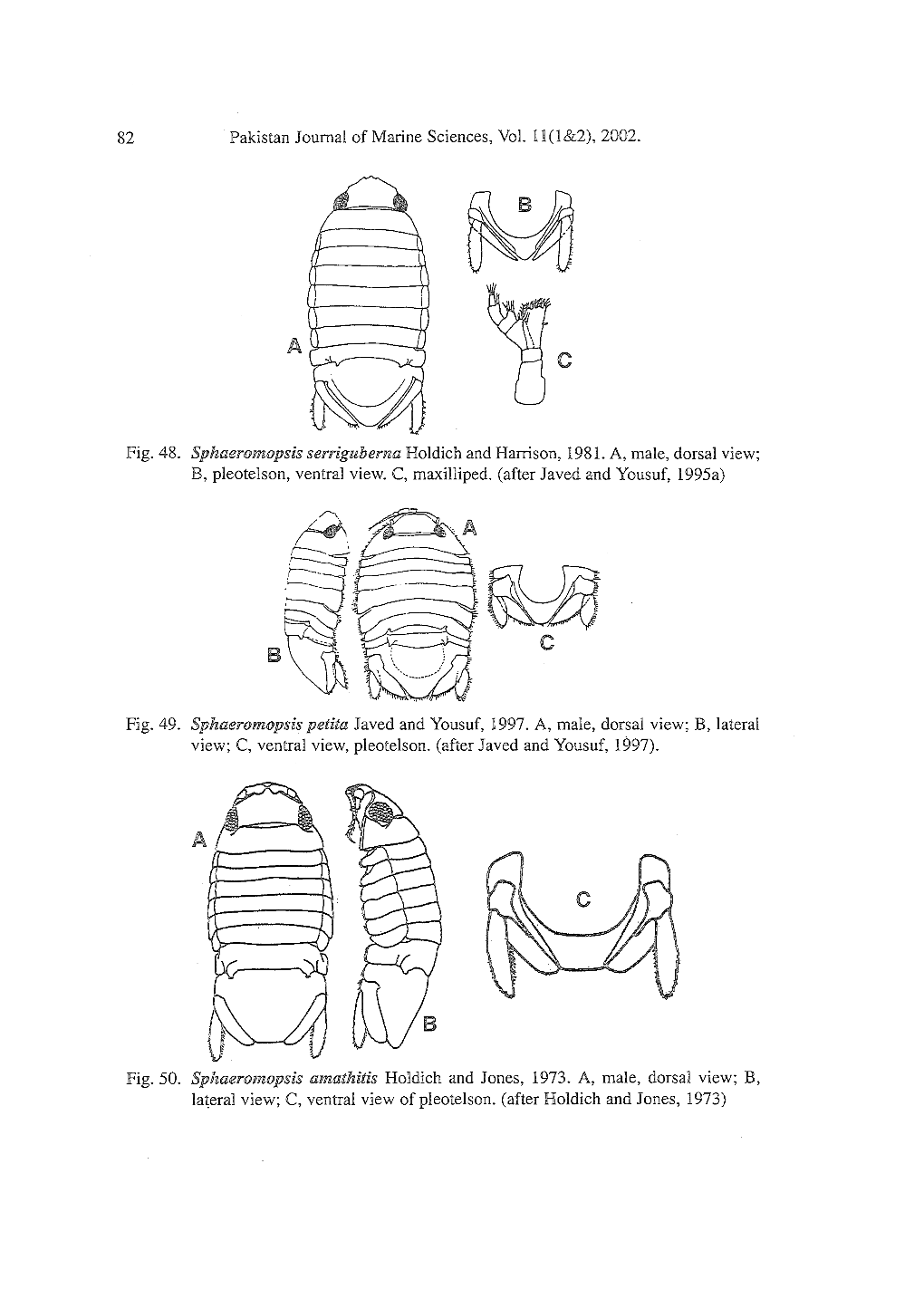 An Illustrated Key to the Malacostraca (Crustacea) of the Northern Arabian