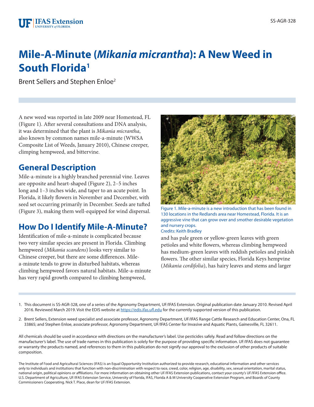 Mile-A-Minute (Mikania Micrantha): a New Weed in South Florida1 Brent Sellers and Stephen Enloe2