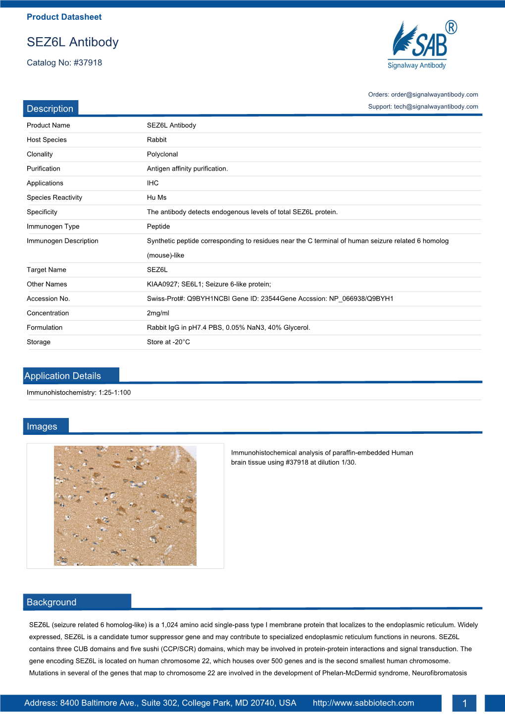 SEZ6L Antibody