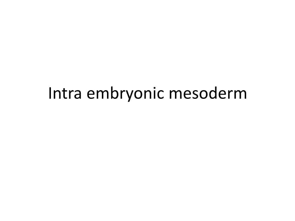 Intra Embryonic Mesoderm Intraembryonic Mesoderm