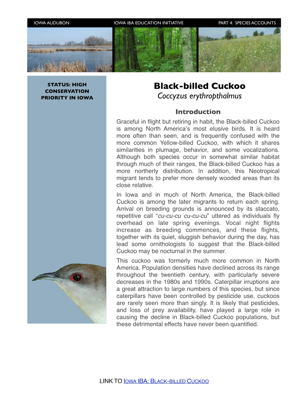 Black-Billed Cuckoo CONSERVATION PRIORITY in IOWA Coccyzus Erythropthalmus