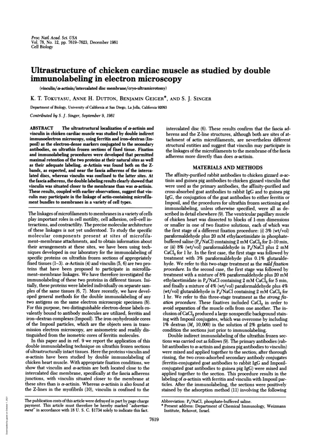 Immunolabeling in Electron Microscopy (Vinculin/A-Actinin/Intercalated Disc Membrane/Cryo-Ultramicrotomy) K