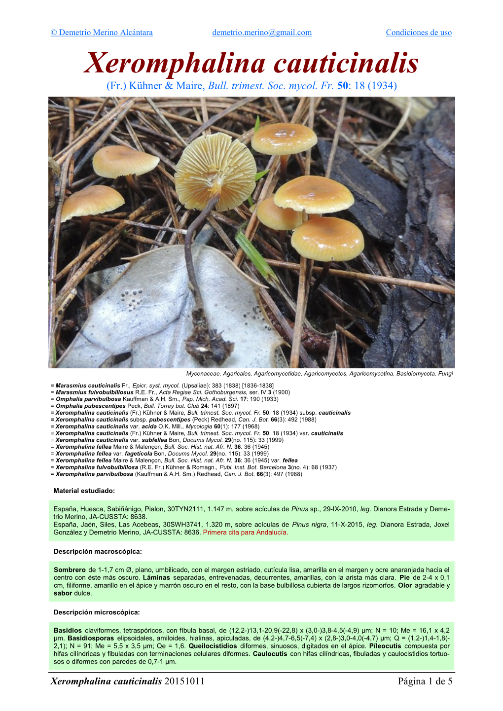 Xeromphalina Cauticinalis Cauticinalis Xeromphalina 5 De 1 Página 20151011