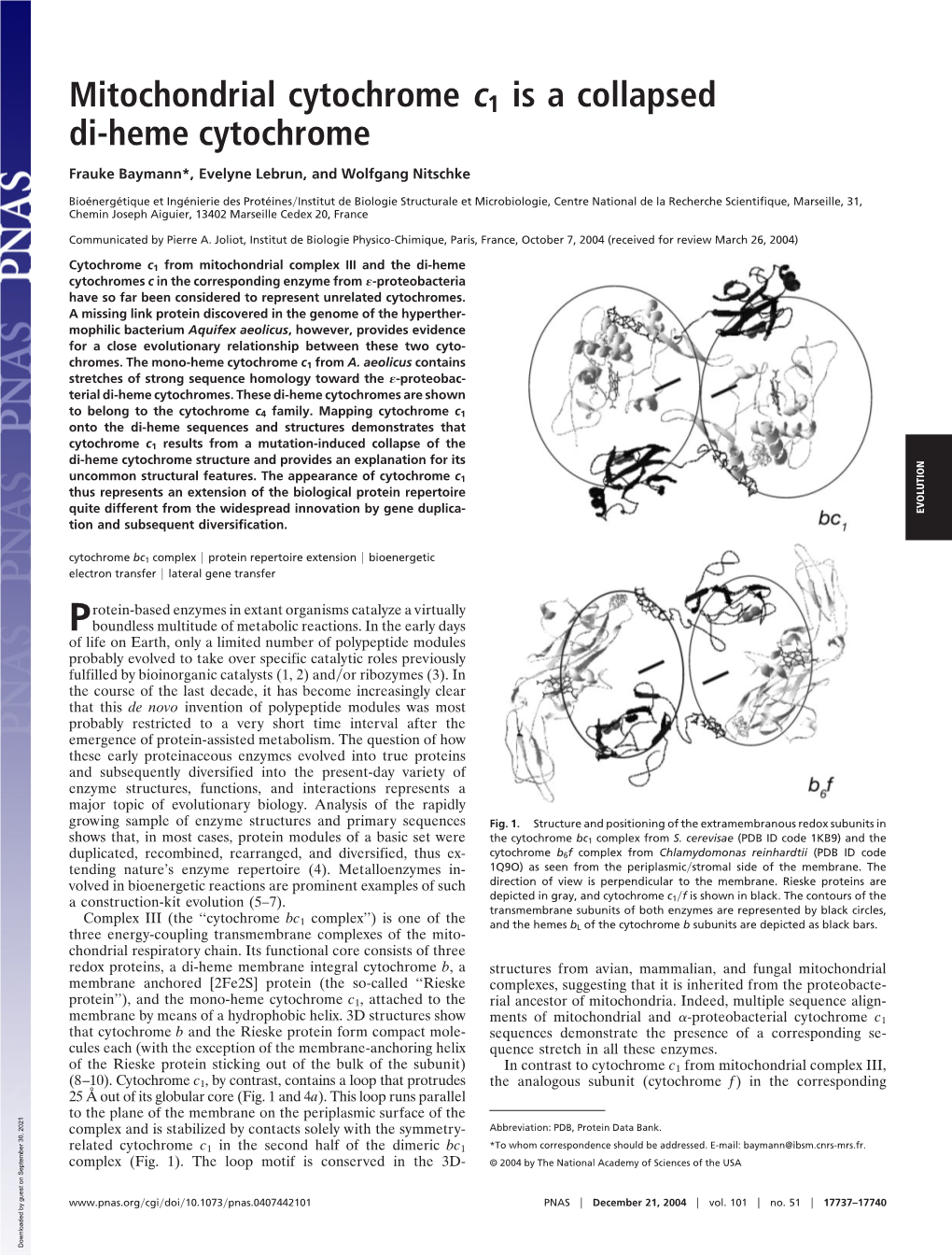 Mitochondrial Cytochrome C1 Is a Collapsed Di-Heme Cytochrome