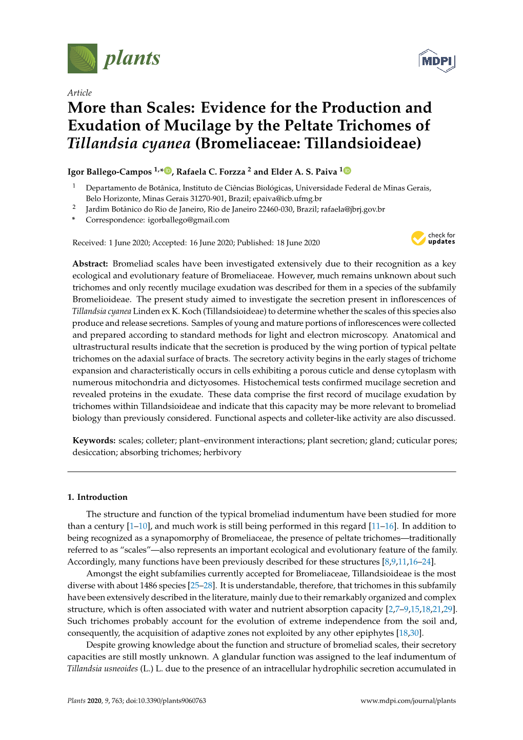 More Than Scales: Evidence for the Production and Exudation of Mucilage by the Peltate Trichomes of Tillandsia Cyanea (Bromeliaceae: Tillandsioideae)