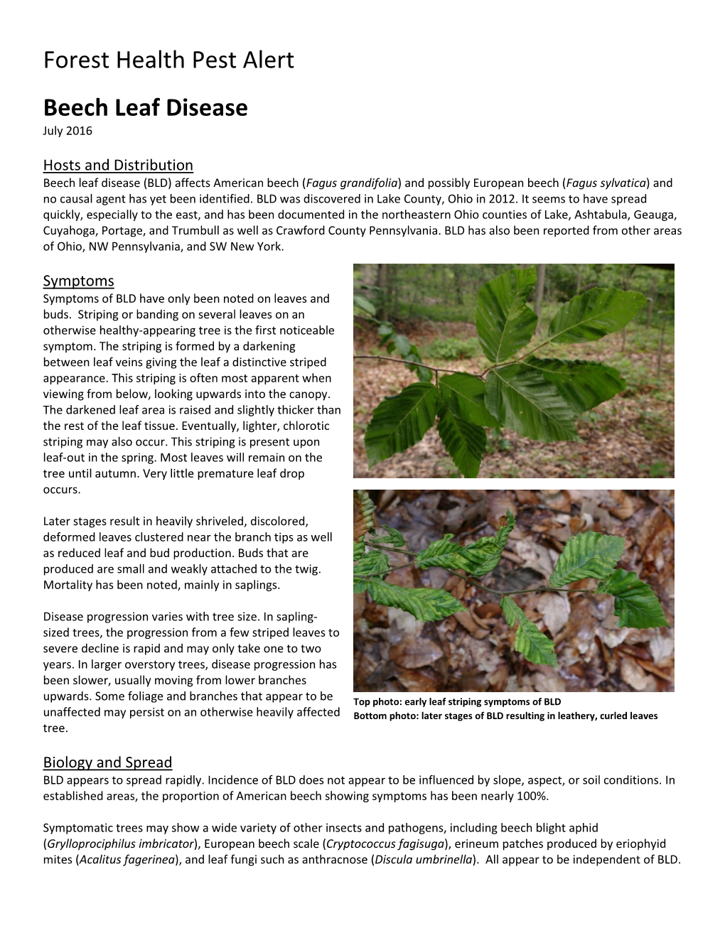 Beech Leaf Disease July 2016