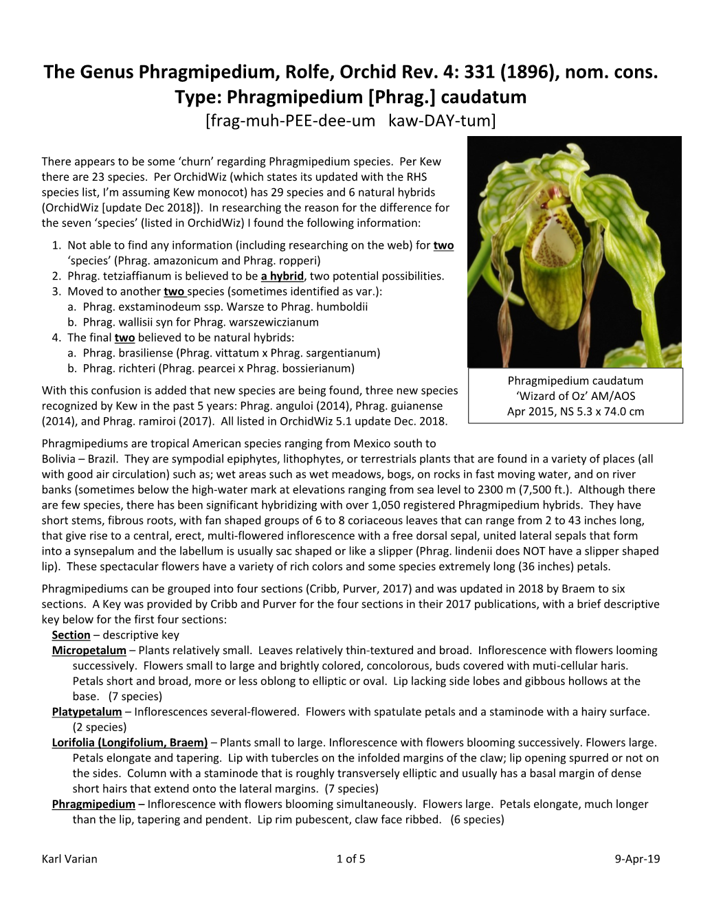 Phragmipedium [Phrag.] Caudatum [Frag-Muh-PEE-Dee-Um Kaw-DAY-Tum]