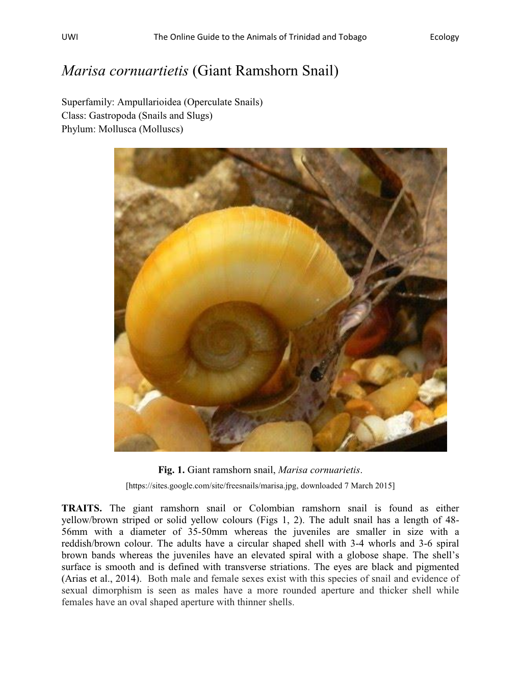 Marisa Cornuartietis (Giant Ramshorn Snail)