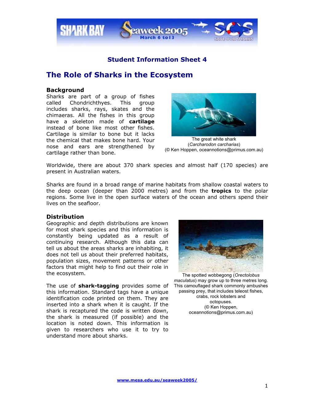 The Role of Sharks in the Ecosystem