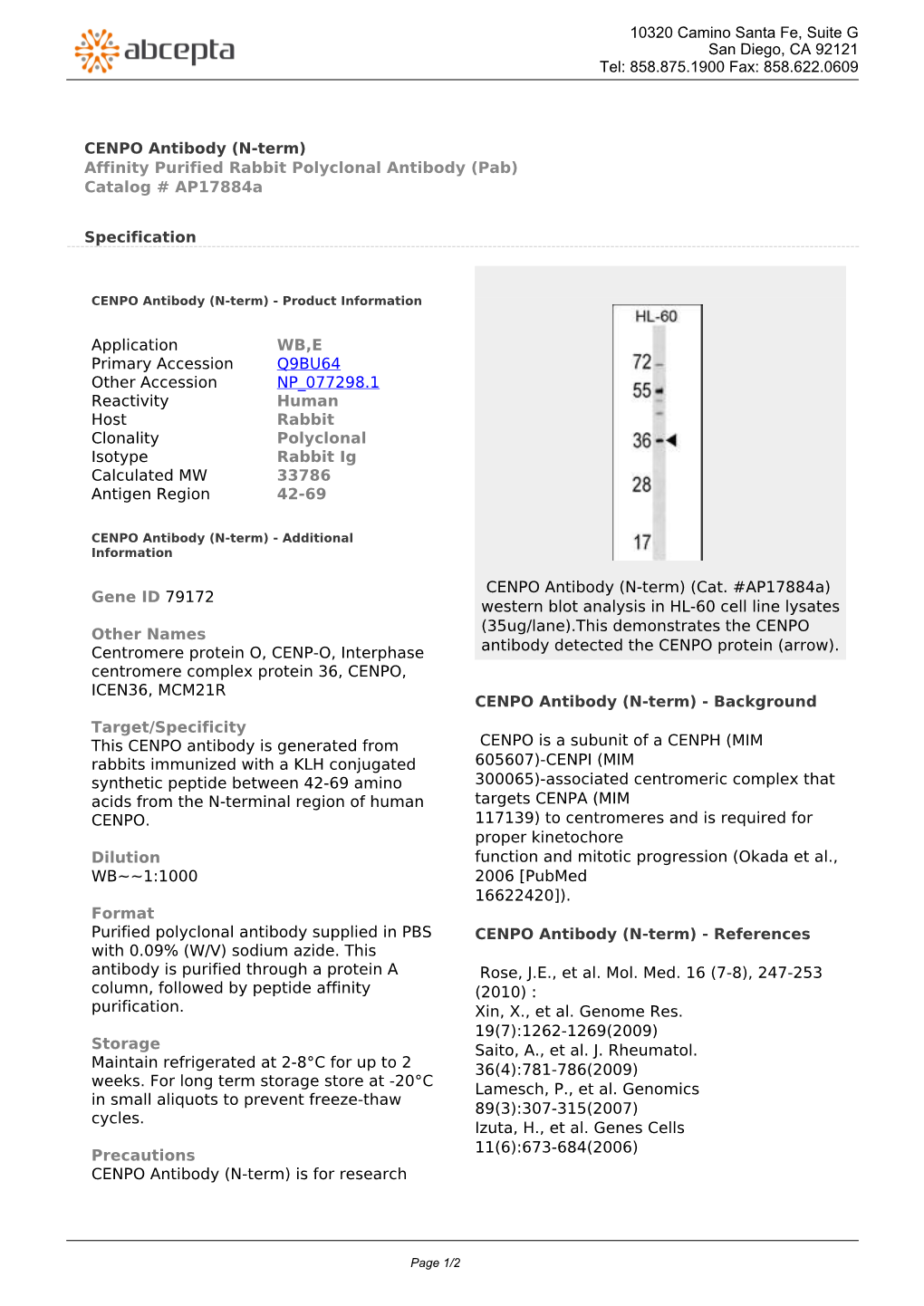 CENPO Antibody (N-Term) Affinity Purified Rabbit Polyclonal Antibody (Pab) Catalog # Ap17884a