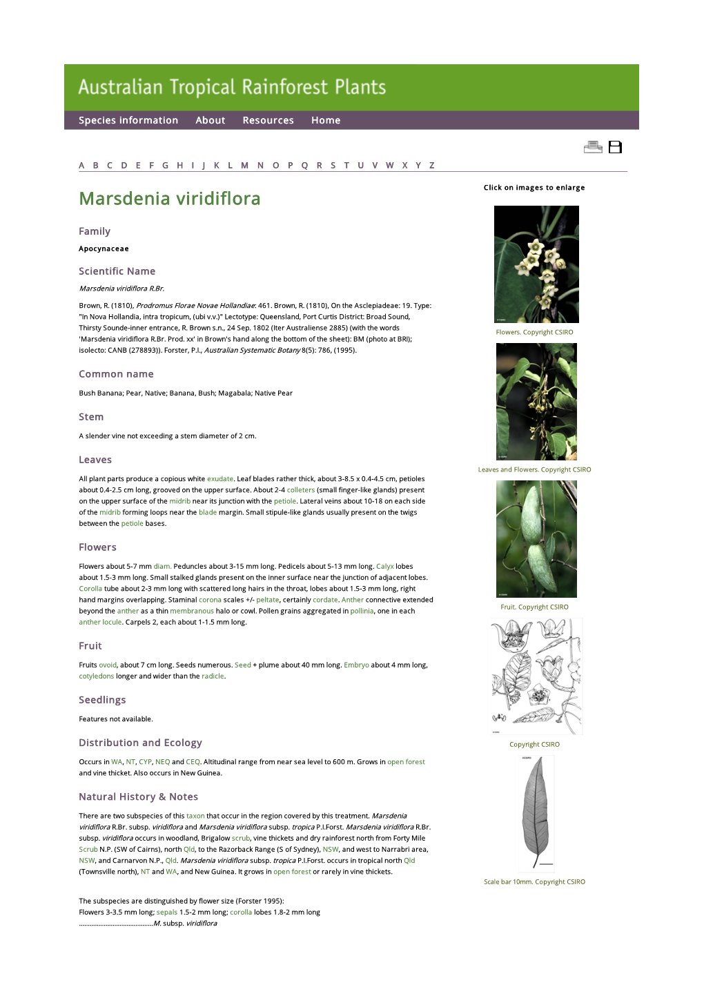 Marsdenia Viridiflora Click on Images to Enlarge
