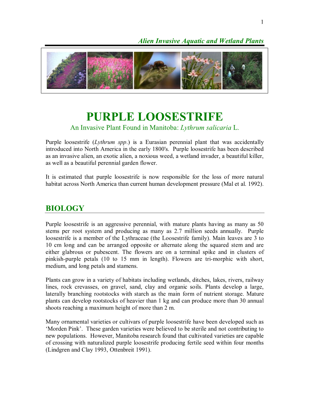 PURPLE LOOSESTRIFE an Invasive Plant Found in Manitoba: Lythrum Salicaria L