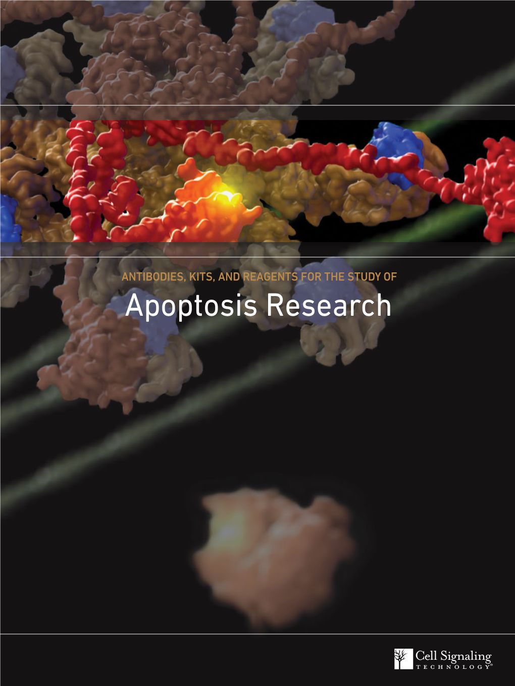 Apoptosis Research