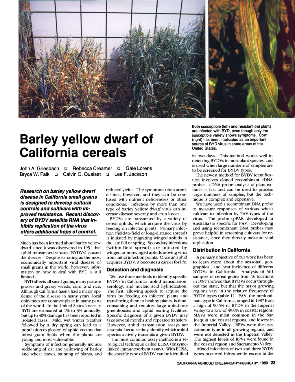 Barley Yellow Dwarf of California Cereals