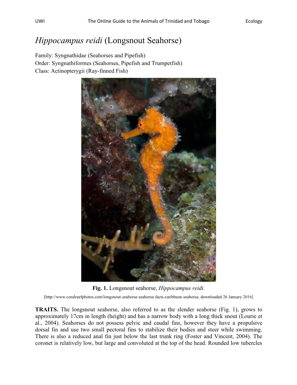 Hippocampus Reidi (Longsnout Seahorse)