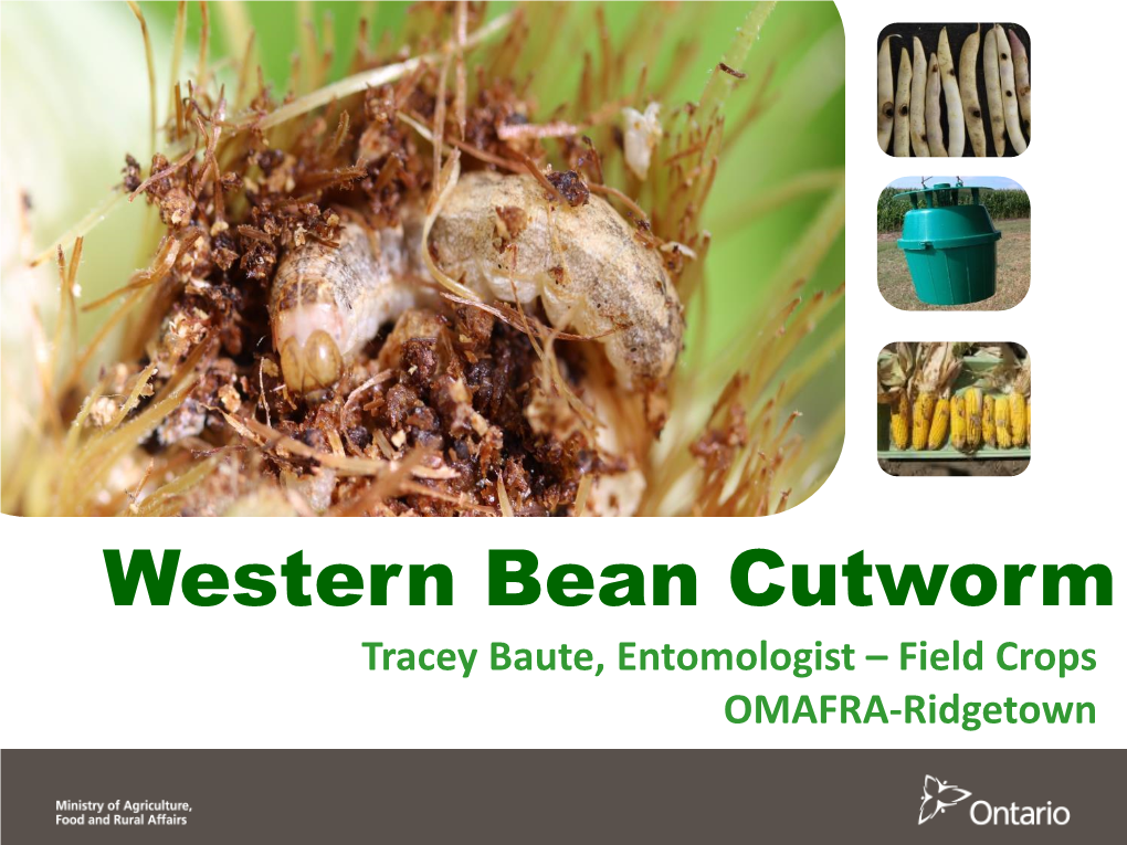 Western Bean Cutworm Tracey Baute, Entomologist – Field Crops OMAFRA-Ridgetown WBC Range Expansion