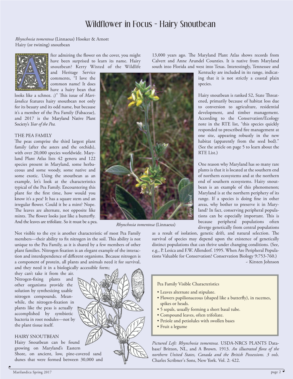 Wildflower in Focus: Hairy Snoutbean Rhynchosia Tomentosa