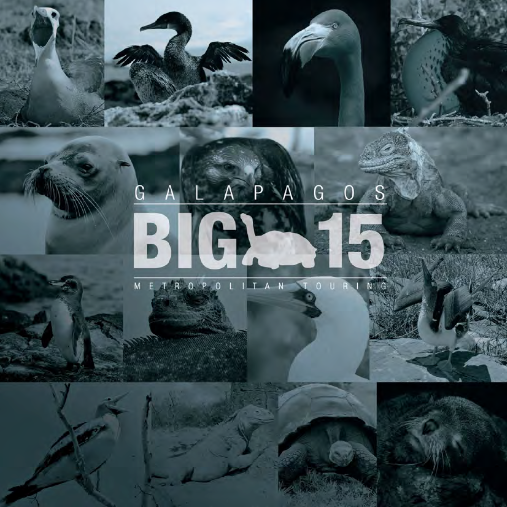 The-Galapagos-Big-15-Metropolitan