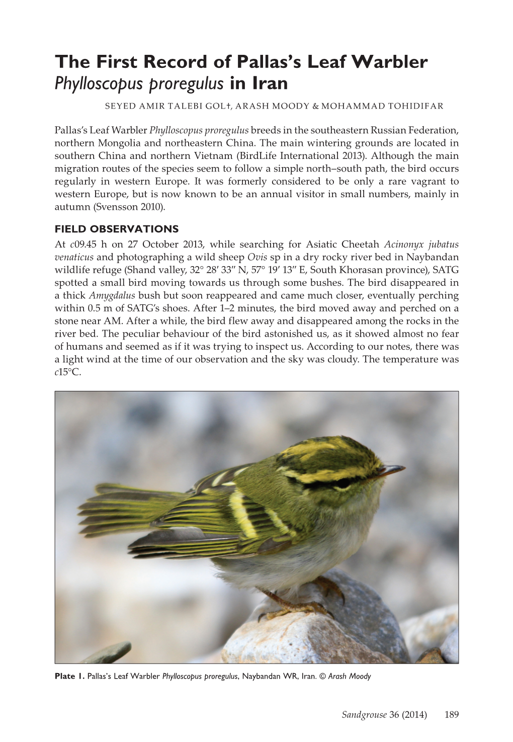 The First Record of Pallas's Leaf Warbler Phylloscopus Proregulus In