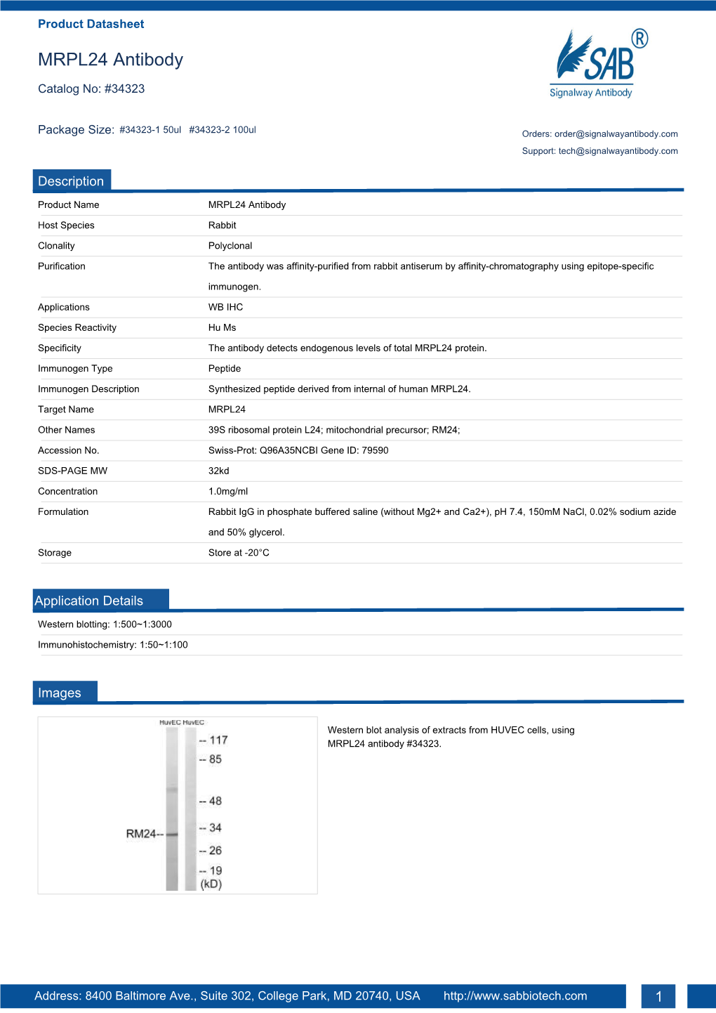 MRPL24 Antibody