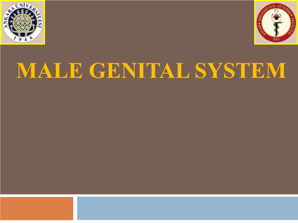 Male Genital System  Scrotum