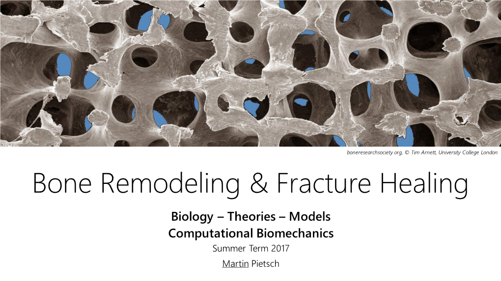 Bone Remodeling & Fracture Healing