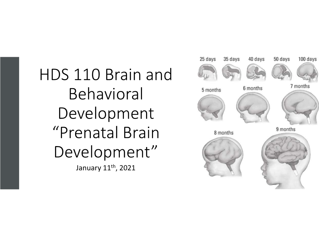 Prenatal Brain Development” January 11Th, 2021 Review